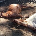 Batman’da günlük 40 bin ekmek ücretsiz dağıtılıyor – Birlik Haber Ajansı