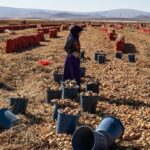 Karatay’da soğan hasadı başladı – Birlik Haber Ajansı