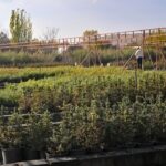 Fenerbahçe zirveye göz dikti: Fark 1 puana indi – Birlik Haber Ajansı