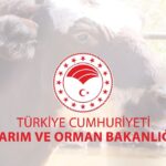 İstanbul’daki okullarda deprem denetimi tamamlandı – Birlik Haber Ajansı