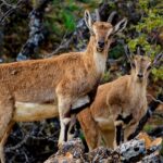 2026 yılı hac kurası yarın noter huzurunda çekilecek – Birlik Haber Ajansı