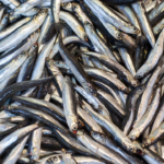 Adana’da başıboş sokak köpekleri toplanıyor… – Birlik Haber Ajansı