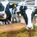 Yıl sonu TÜFE beklentisi yüzde 31,17’ye geriledi – Birlik Haber Ajansı