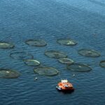 Türkiye, Akdeniz ve Karadeniz balıkçılığında lider konumda – Birlik Haber Ajansı